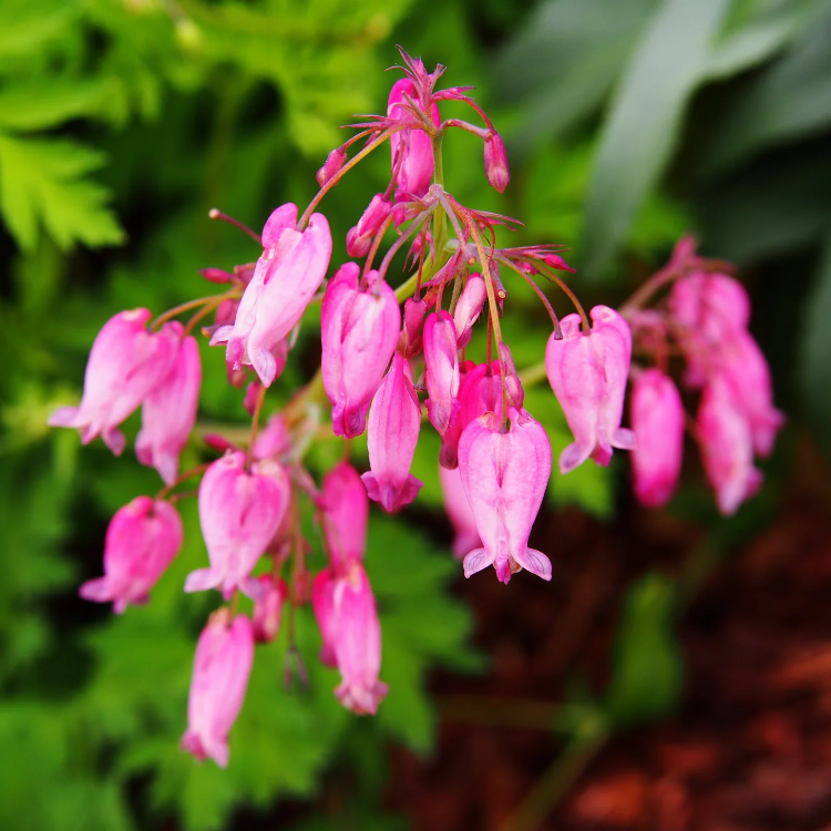 Fringed Bleeding Heart Seeds – Hardy Perennial Shade Plant
