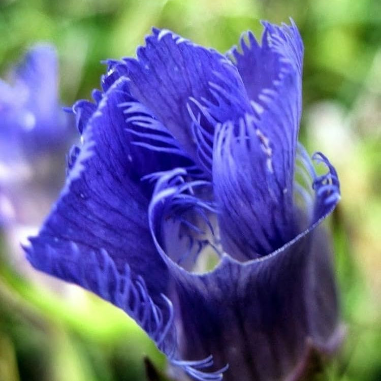 Fringed Gentian Seeds – Blue Purple
