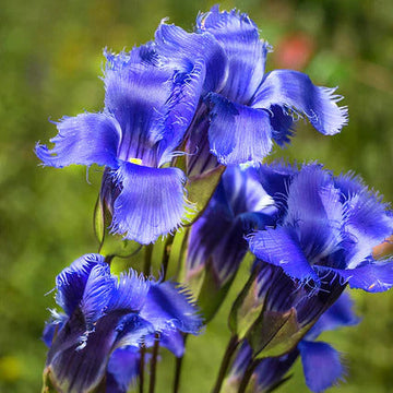 Fringed Gentian Seeds – Blue Purple
