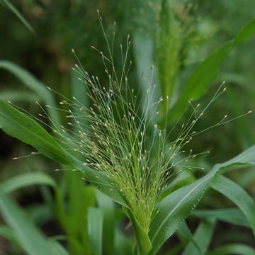 Frosted Explosion Seeds - Flower Plant