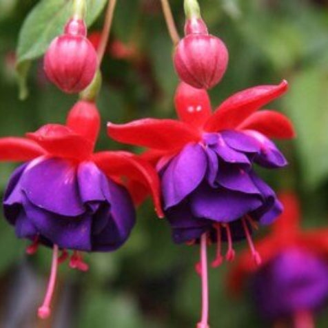 Fuchsia Seeds – Blue Red wildlflower