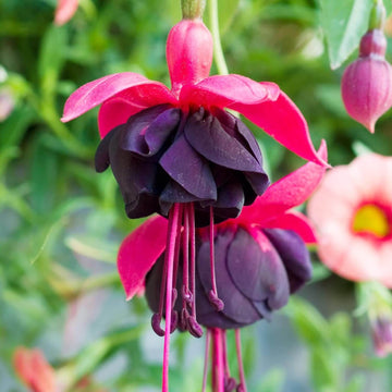 Fuchsia Seeds – Dark Eyes
