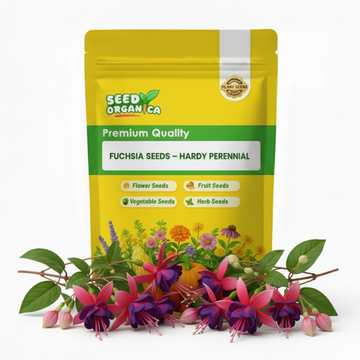 Fuchsia Seeds – Hardy Perennial