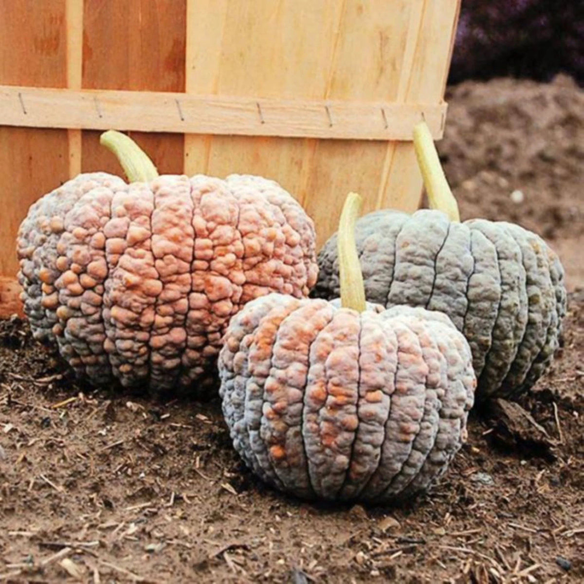 Futsu Squash Seeds
