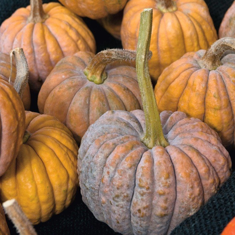 Futsu Squash Seeds
