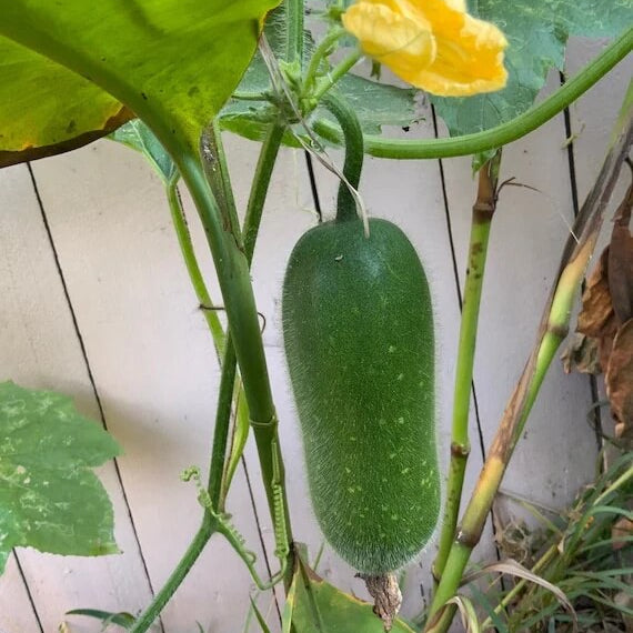Fuzzy Gourd Seeds - Vegetable Plant