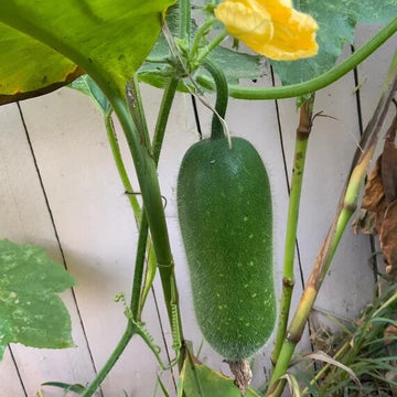Fuzzy Gourd Seeds - Vegetable Plant