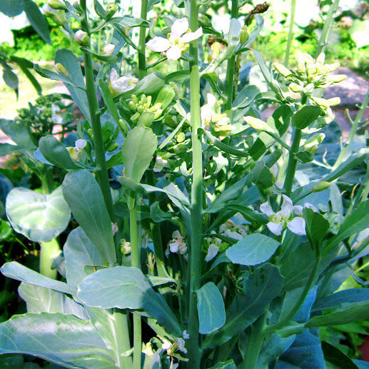 Gai Lan Seeds - Vegetable Plant