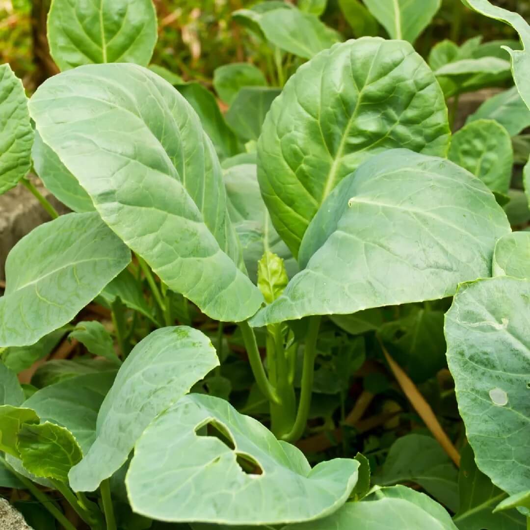 Gai Lan Seeds - Vegetable Plant
