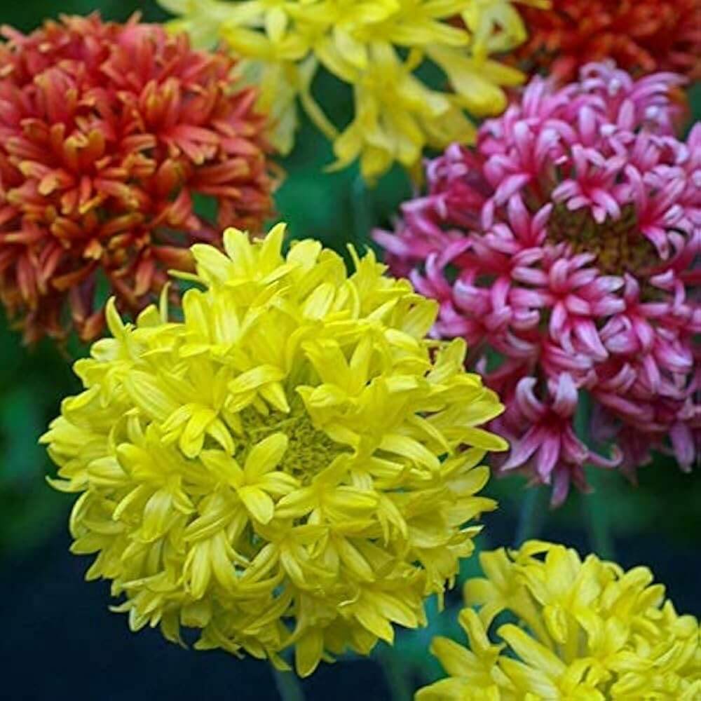 Gaillardia Seeds – Double Mixed