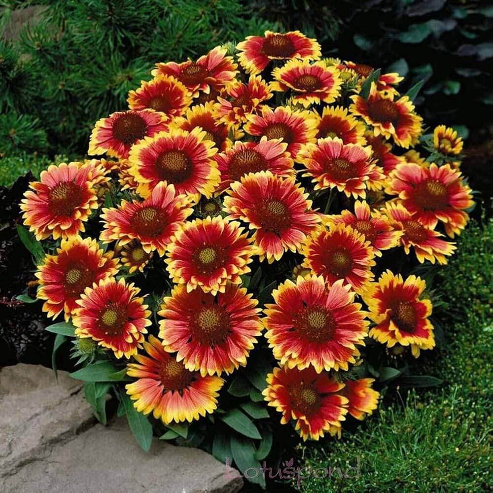 Gaillardia Seeds – Goblin