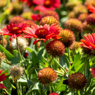 Gaillardia Seeds – Grandiflora Blanket
