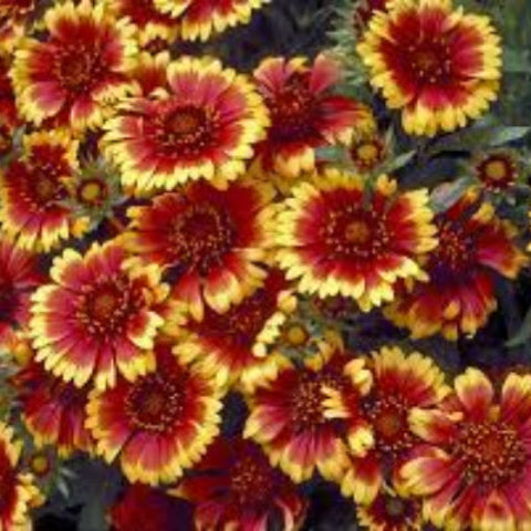 Gaillardia Seeds – Goblin