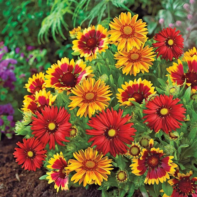 Gaillardia Seeds – Mixed