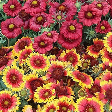 Gaillardia Seeds – Mixed