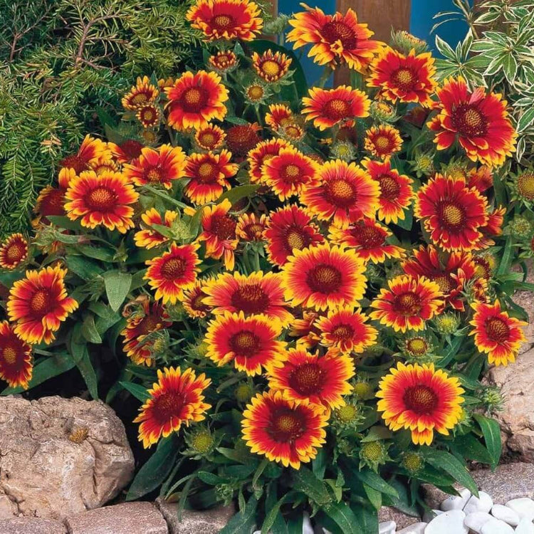 Gaillardia Seeds – Squaw Carpet