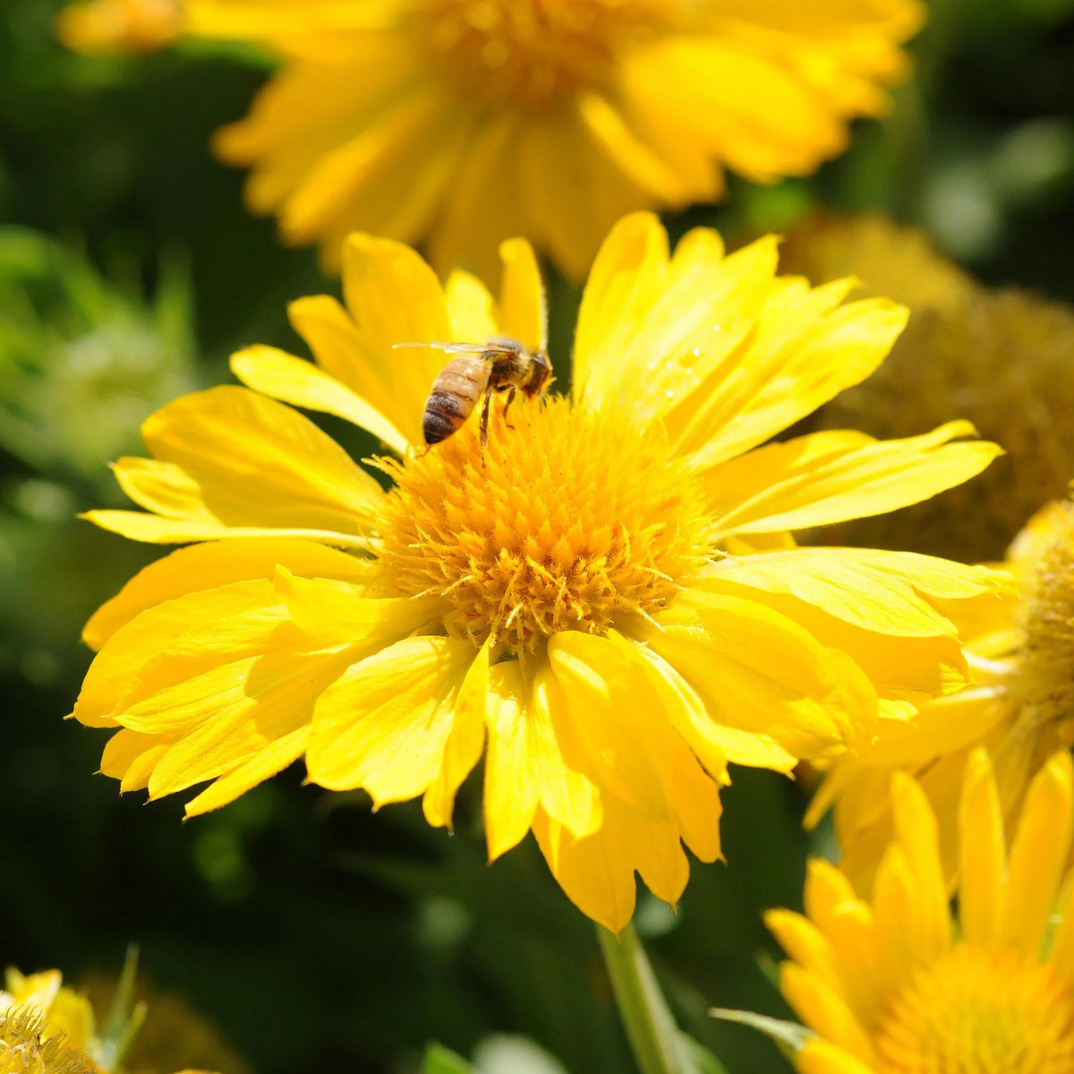 Gaillardia Seeds – Yellow