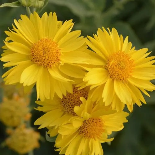 Gaillardia Seeds – Yellow