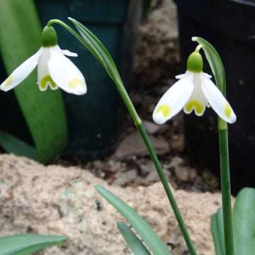 Galanthus Elwesii Seeds – Snowdrop
