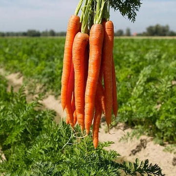Garden Carrot Seeds
