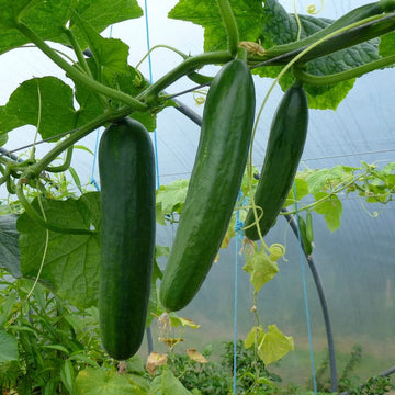 Garden Cucumber Seeds