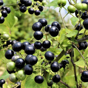 Huckleberry Seeds - Fruit Plant