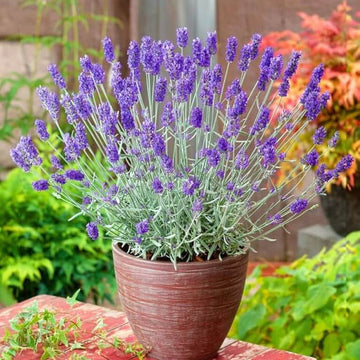 Garden Lavender Seeds