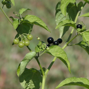 Garden Nightshade Seeds - Herbal Plant