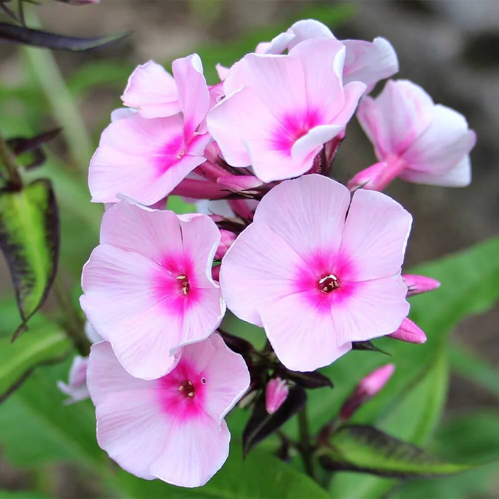 Garden Phlox Seeds - All In One For Home Gardens