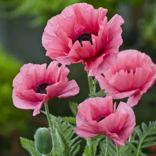 Garden Poppy Seeds - Flower Plant