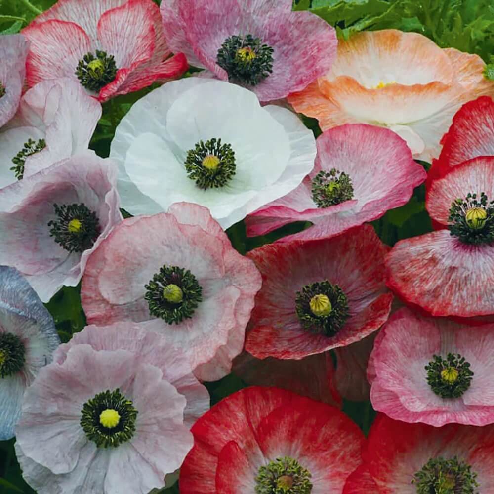 Garden Poppy Seeds - Flower Plant