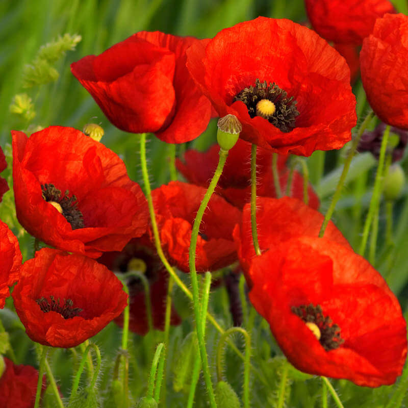 Garden Poppy Seeds - Flower Plant