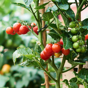 Garden Tomato Seeds
