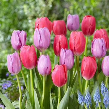 Garden Tulips Seeds - Flower Plant