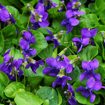 Garden Violet Seeds