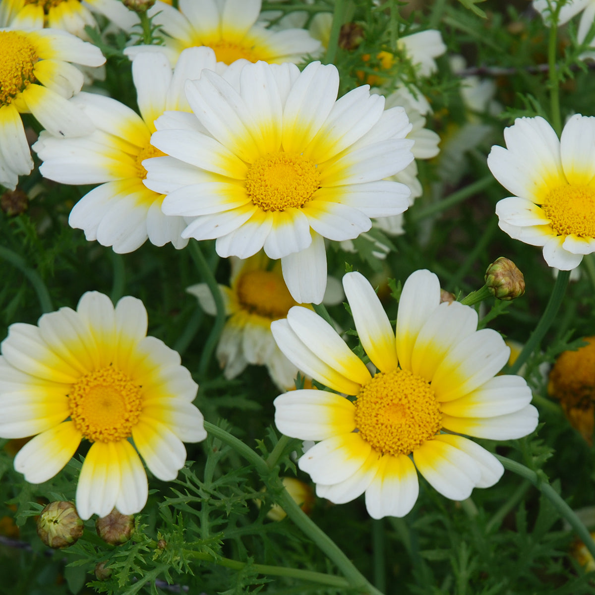 Garland Chrysanthemum Seeds – Heirloom, Garden Favorite
