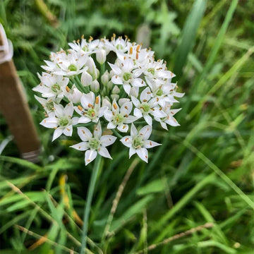Garlic Chive Seeds – Allium tuberosum