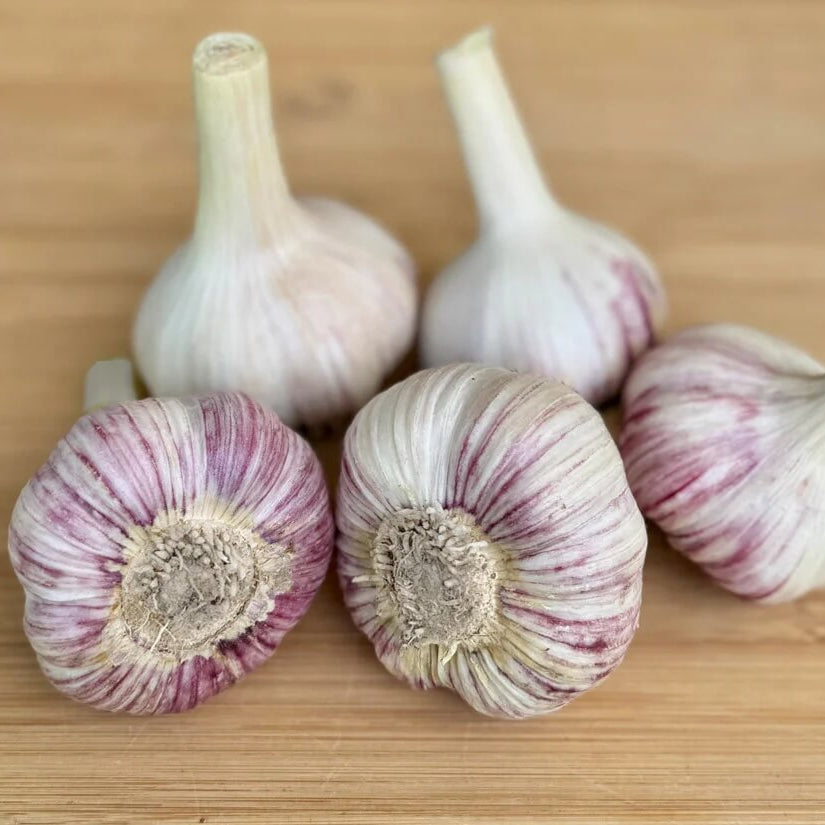 Garlic Seeds- Light Purple