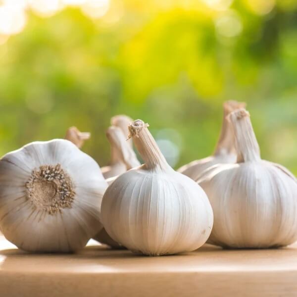Garlic Vegetable Seeds- Clove