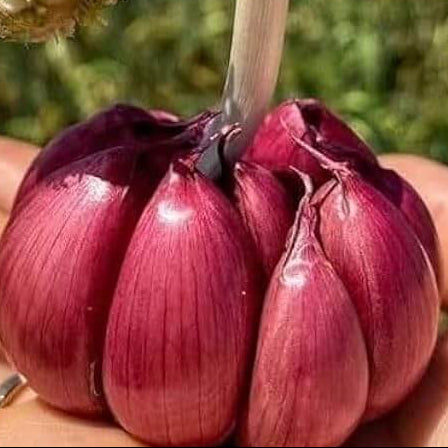 Garlic Vegetable Seeds- Red variety