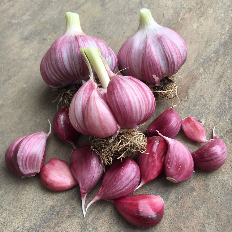 Garlic Vegetable Seeds- Red variety