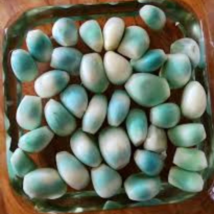 Garlic Vegetable Seeds- Sky Blue 