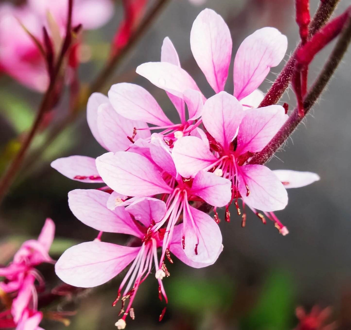 Gaura Seeds – Pink