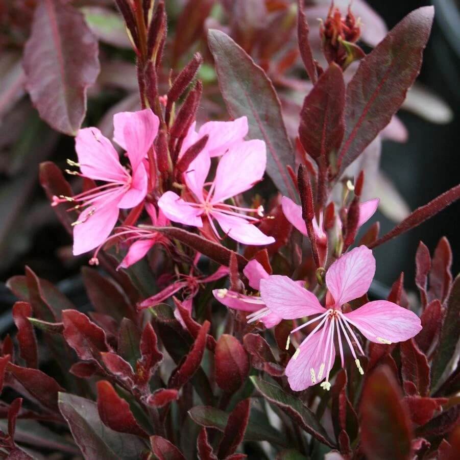 Gaura Seeds – Pink