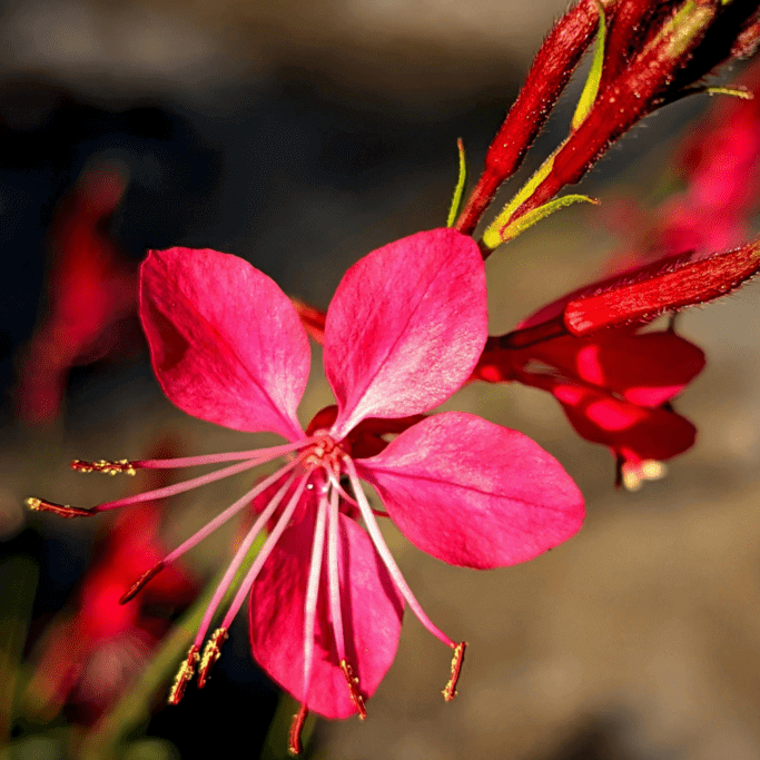 Gaura Seeds – Red