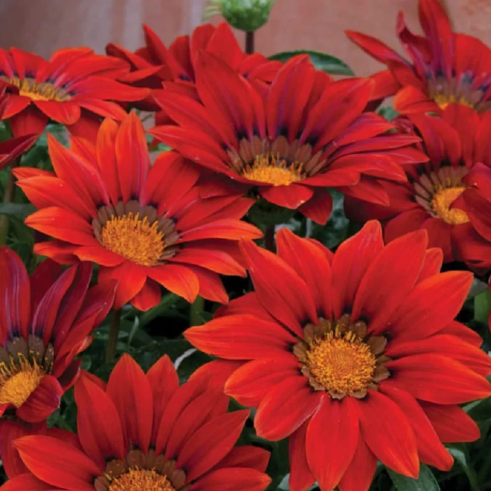 Gazania Seeds - Bronze Shades
