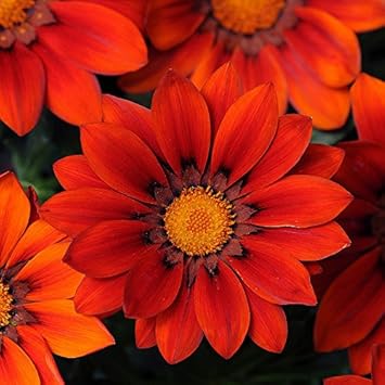 Gazania Seeds – Red Orange – Wildflower 