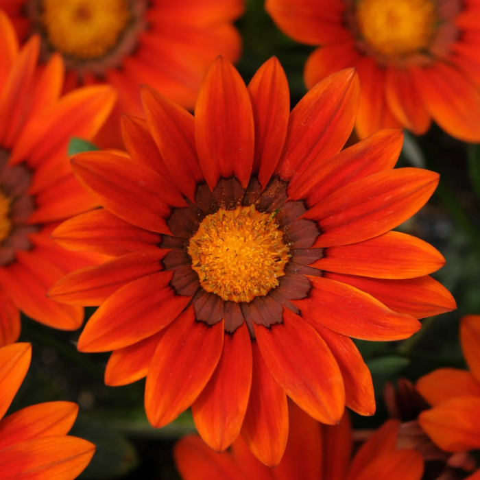 Gazania Seeds - Bronze Shades
