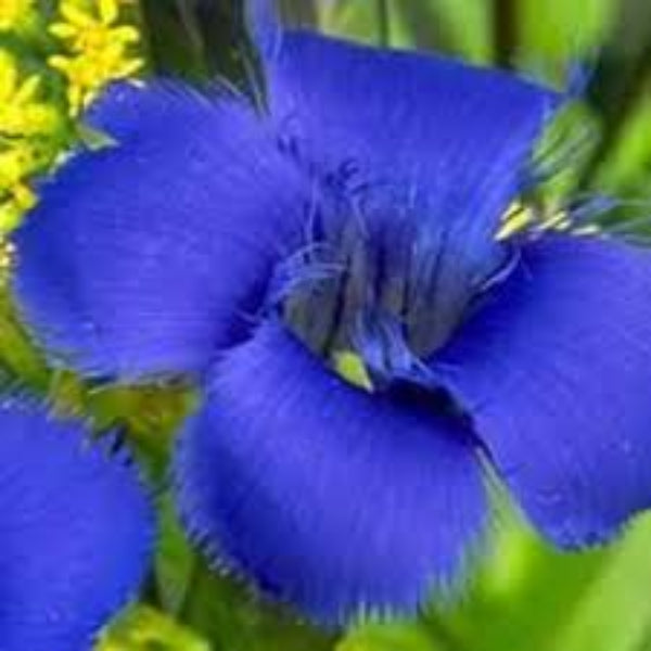 Gentian Seeds – Blue Fringed