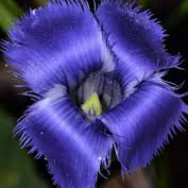 Gentian Seeds – Blue Fringed